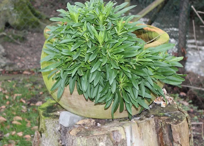 Waldfrieden 게스트하우스 3*